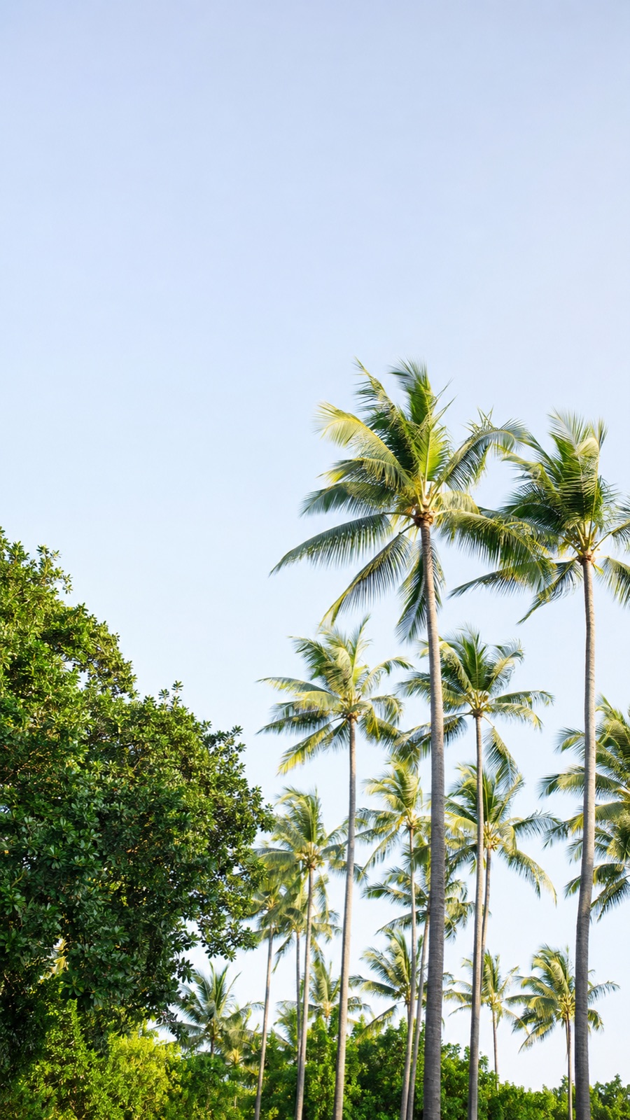 Tall palm trees rising into a clear sky